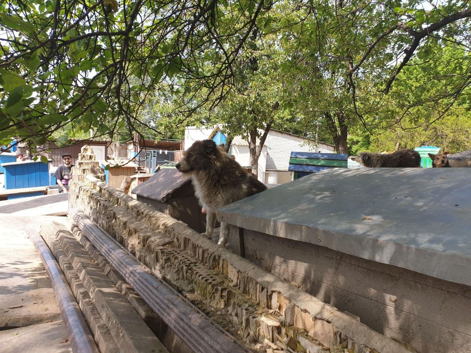 Собака з притулку SOS #12