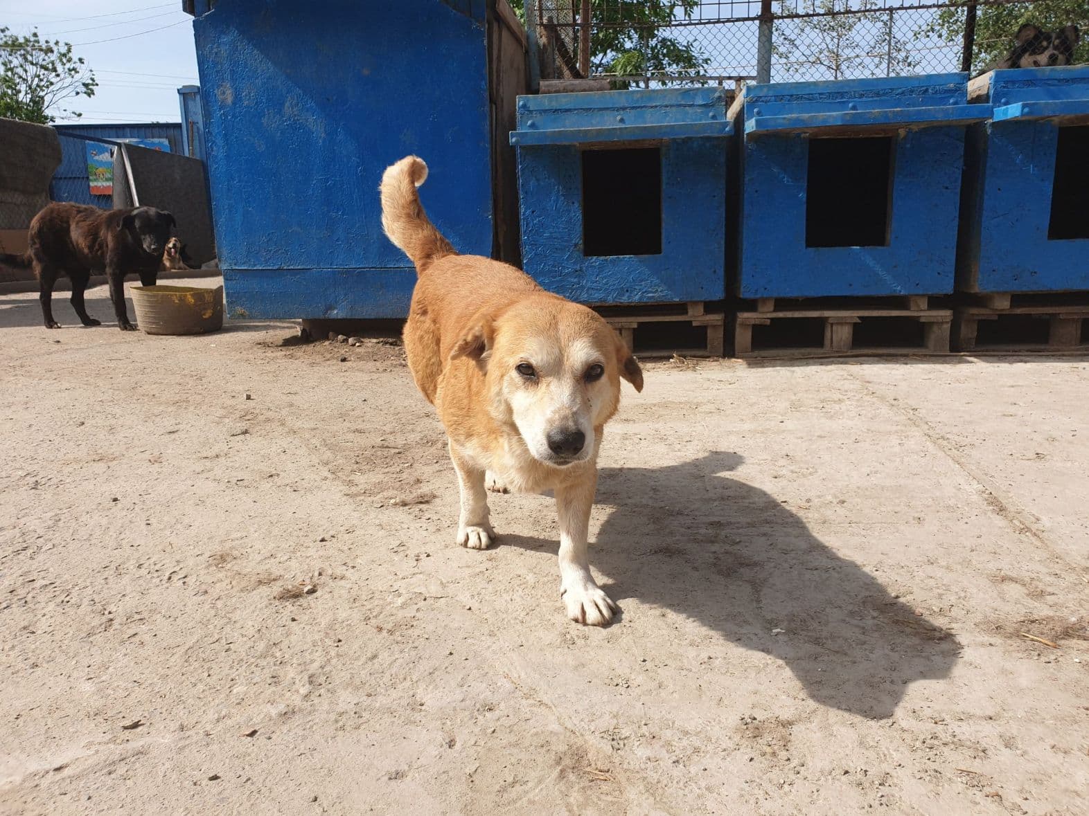 Собака з притулку SOS #13