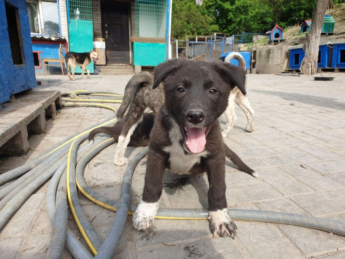 Hund aus dem SOS Tierheim #14