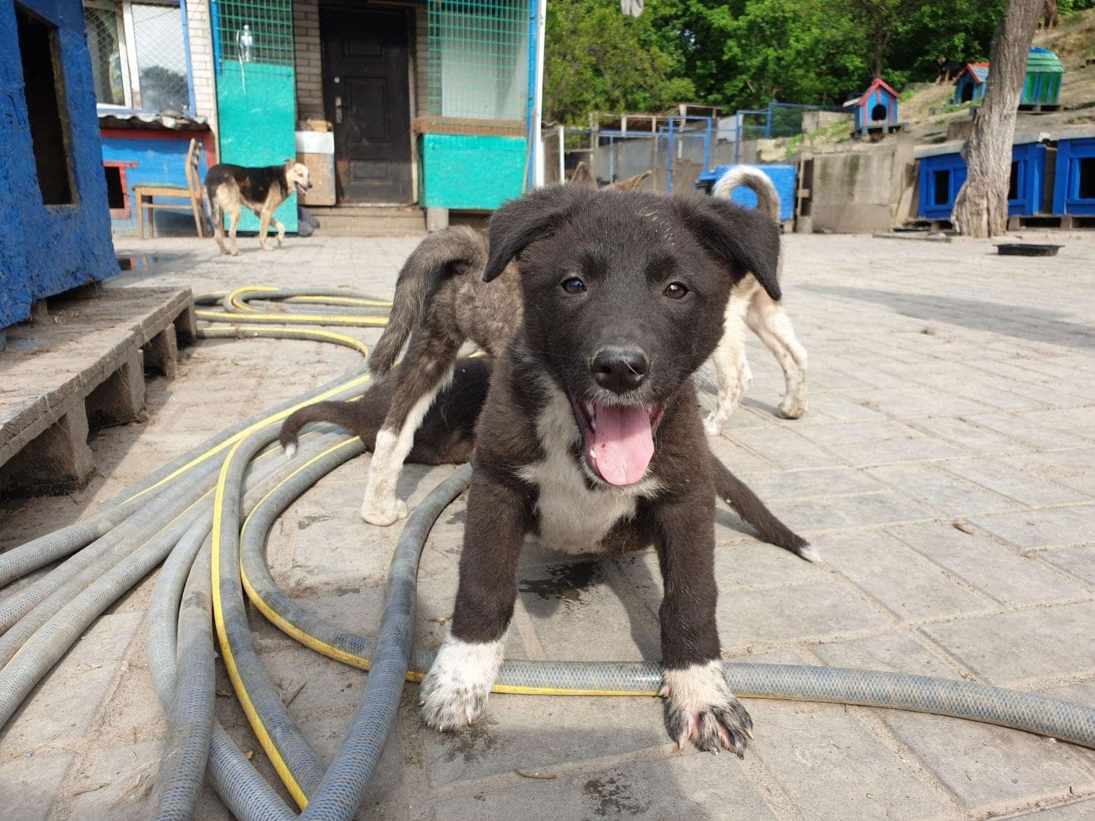 Собака з притулку SOS #14