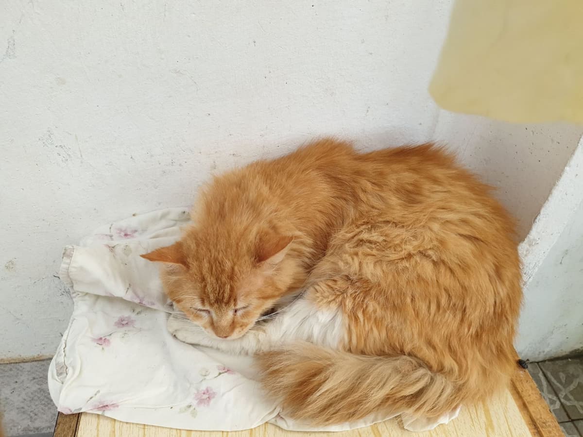 Katze aus dem SOS Tierheim #2