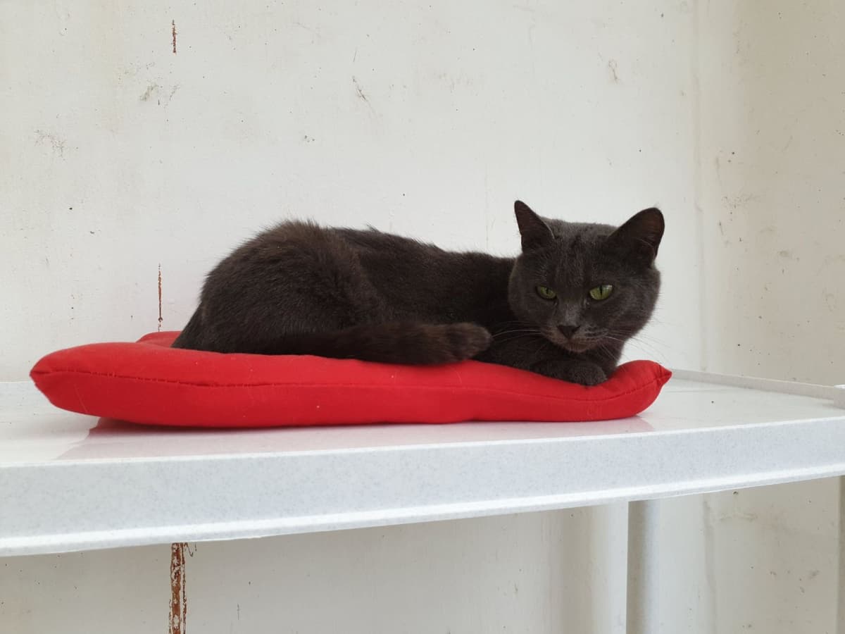 Katze aus dem SOS Tierheim #3