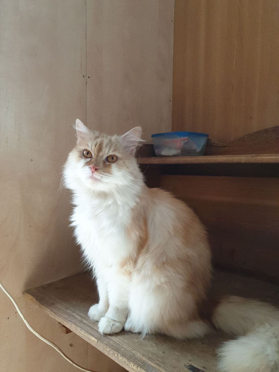 Katze aus dem SOS Tierheim #4