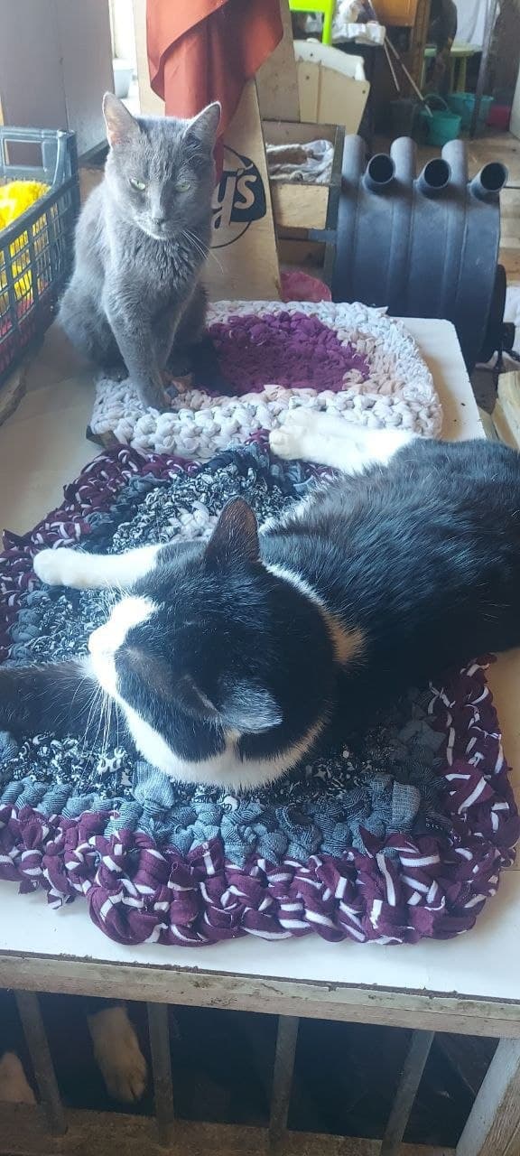 Caring people donated handmade knitted rugs for the shelter cats — now they are warm and cozy.