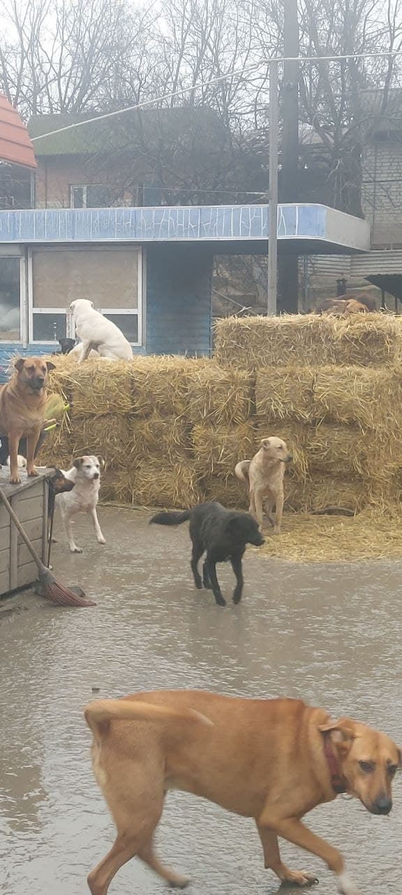 Photo from SOS shelter gathering #45