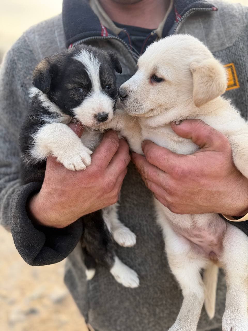 Neuer Bewohner des Tierheims #2