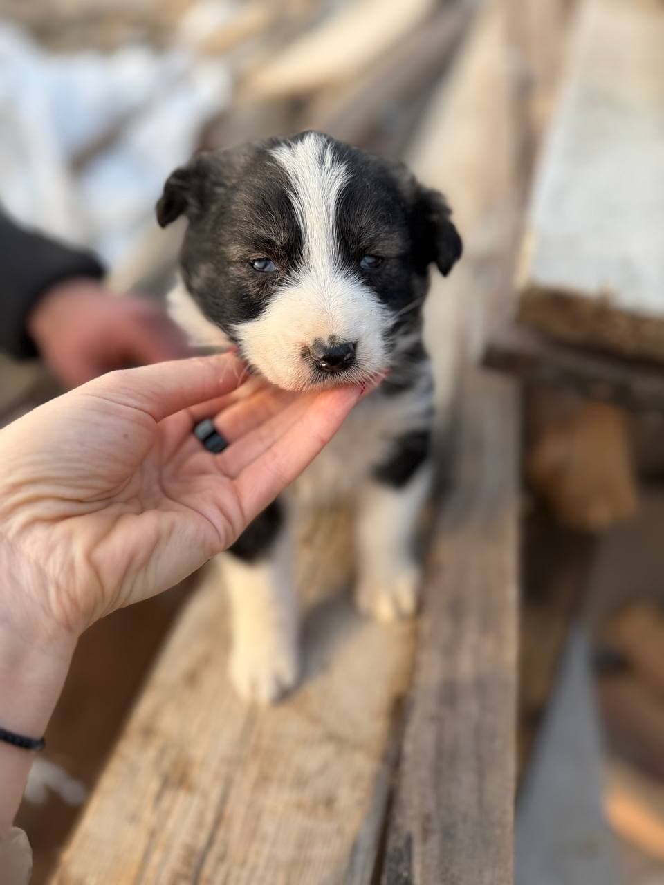 Neuer Bewohner des Tierheims #8