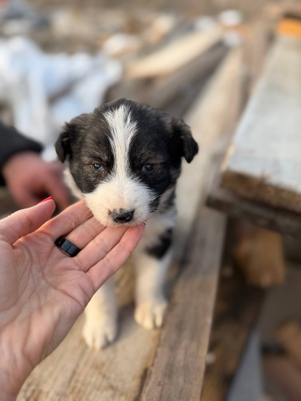 Neuer Bewohner des Tierheims #9