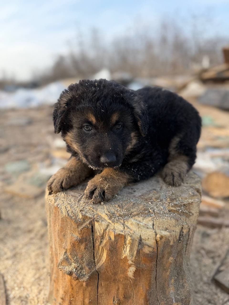 Neuer Bewohner des Tierheims #12