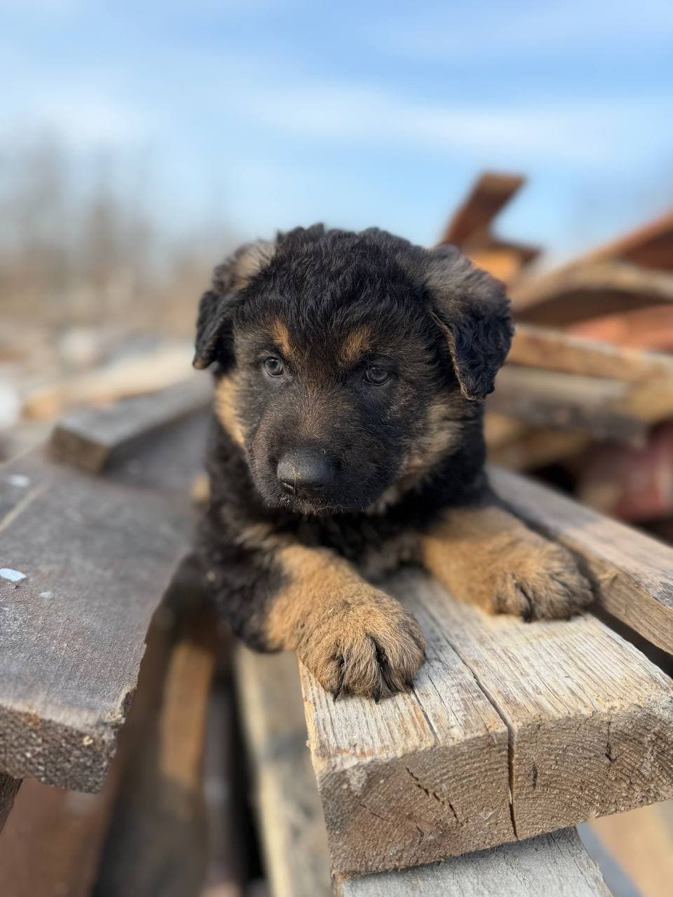 Neuer Bewohner des Tierheims #15